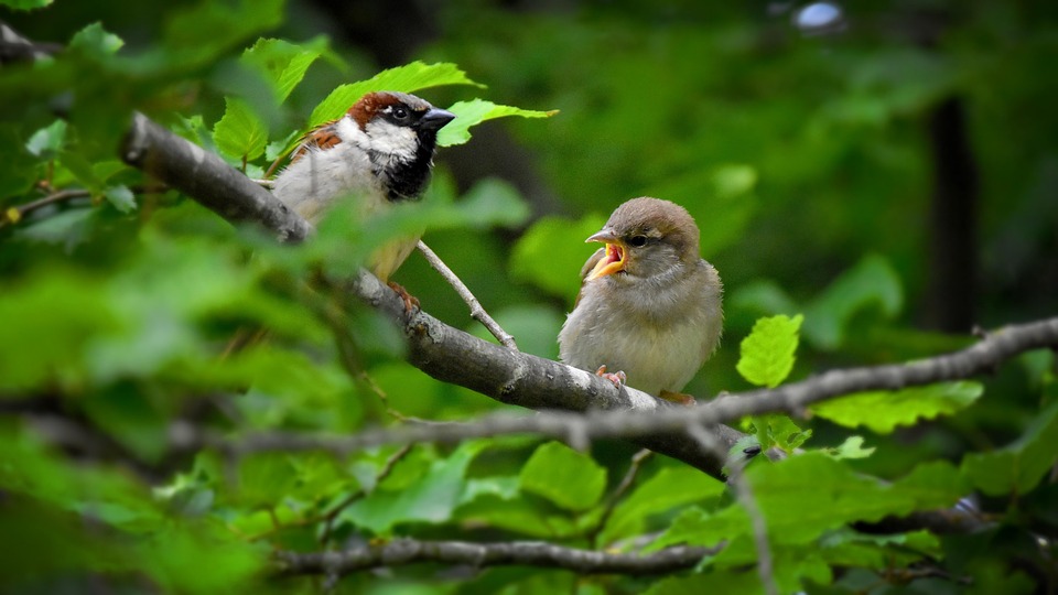 House Sparrow, Bird, Sparrow, Sperling, Sparrows