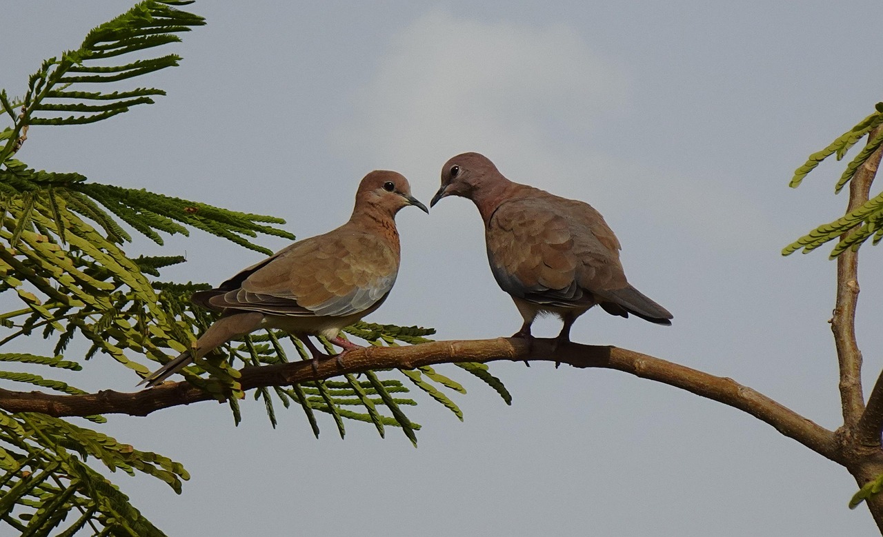 Brown Dove Spiritual Meaning Explored! 4 Brown Dove Spiritual Meaning