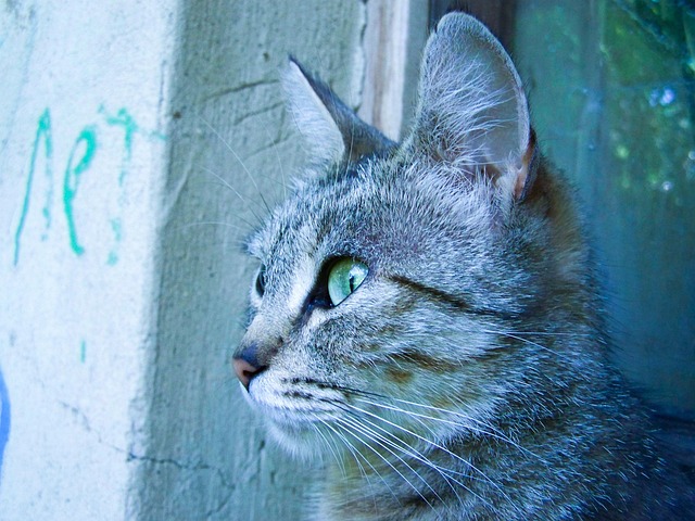 Free Cat Retro photo and picture