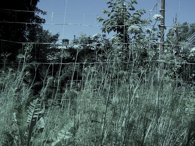 Free Artistic Nature photo and picture