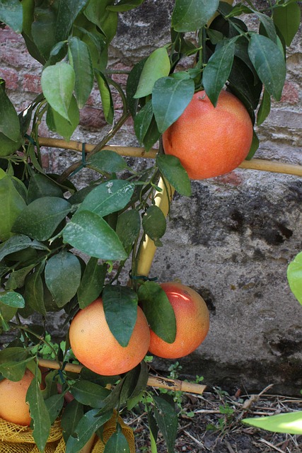 Agrumi, Colori, Cestini, Limoni, Arance