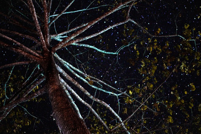 Free Tree Night photo and picture