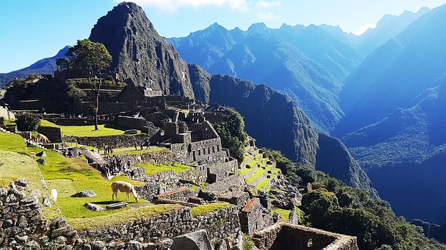 Free Machu Picchu Lama photo and picture