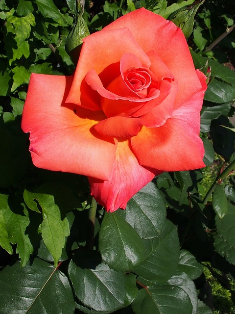 Free Rot Schön photo and picture