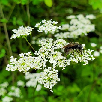 Abeja, Hermosas Flores, Flor, Polen