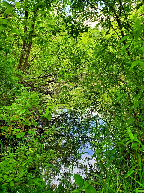 Árboles, Agua, Cala, Cielo Azul, Nubes
