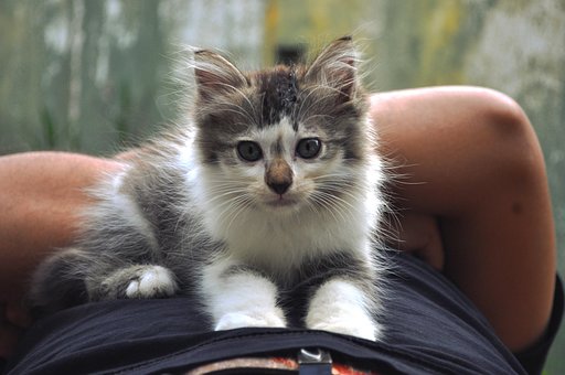 Sød Kat, Kat, C, Killing, Kitty, Kæledyr