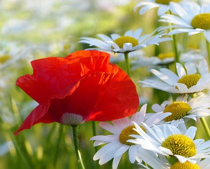 Free Plant Flower photo and picture