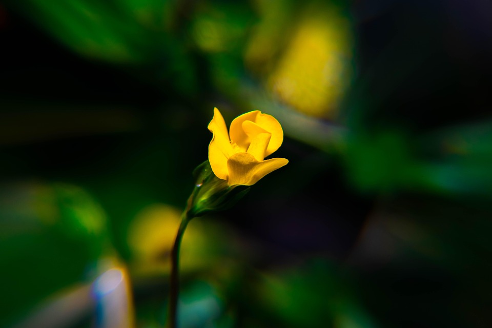 花墙纸花粉 Pixabay上的免费照片