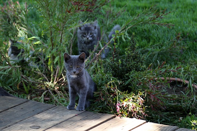 Kätzchen, Katze, Haustier, Niedlich