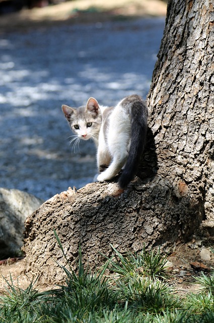 Kätzchen, Katze, Katzenartig, Haustier