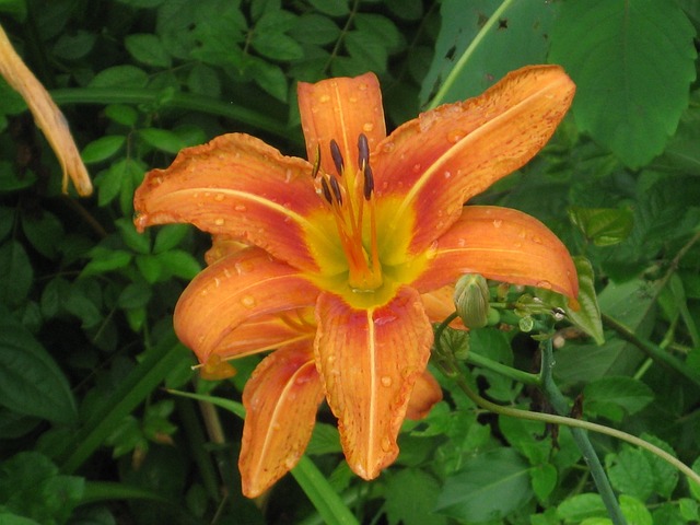 Lilja Ståndare Blomma - Gratis foto på Pixabay - Pixabay