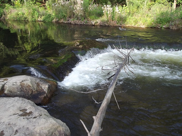 River Beaver'S Free photo on Pixabay