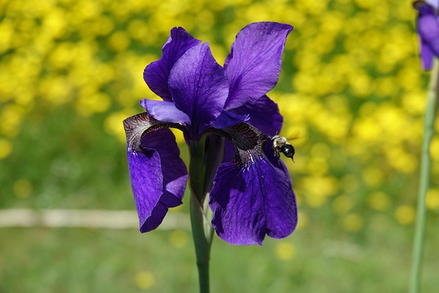 Free Flower Iris photo and picture
