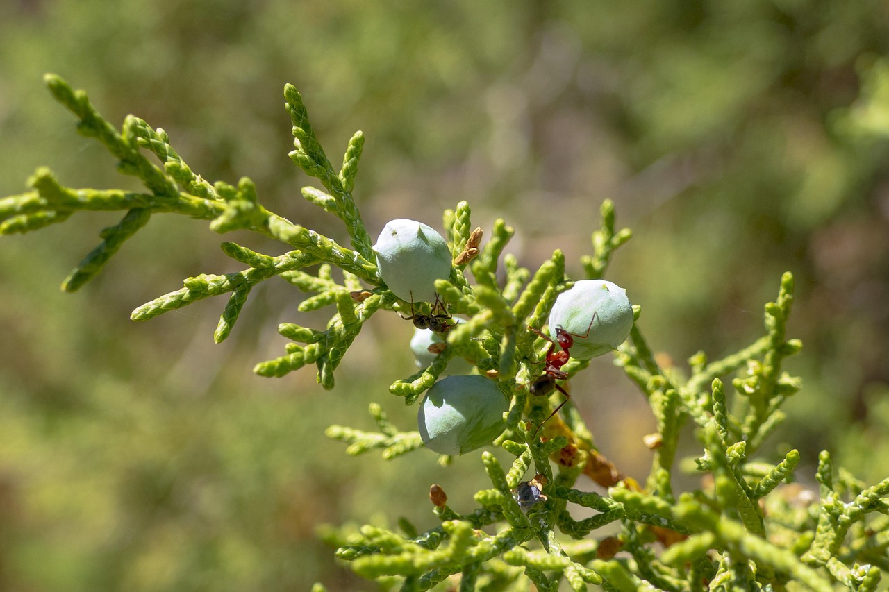 Ants Tree Insects - Free photo on Pixabay