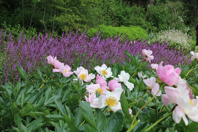 Free Garden Flowers photo and picture