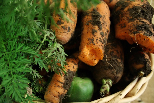 Free Carrots Vegetables photo and picture