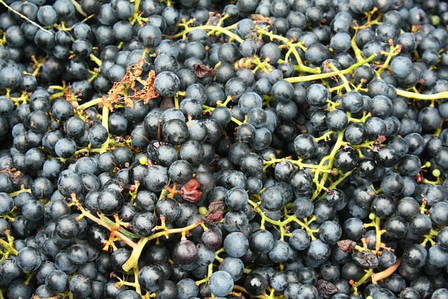 Free Grapes Stems photo and picture