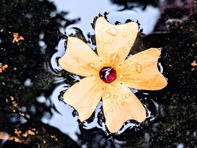 Free Yellow Flower Water photo and picture
