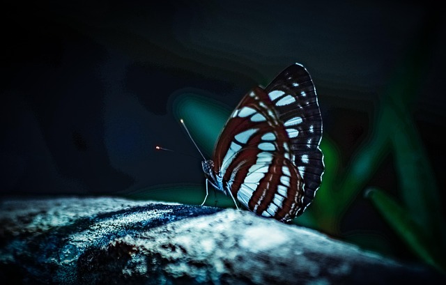 Schmetterling, Nacht, Paar, Insekten