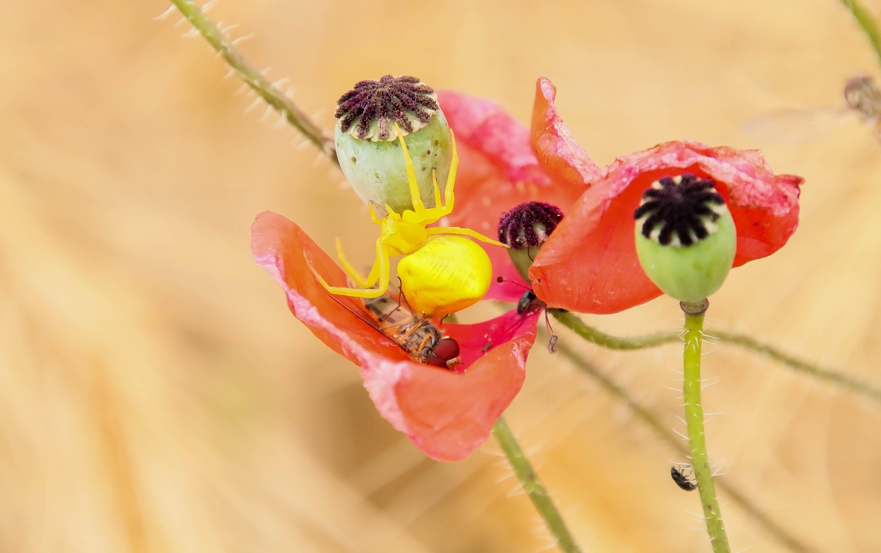 Coquelicot Araignee Araignee Jaune Photo Gratuite Sur Pixabay