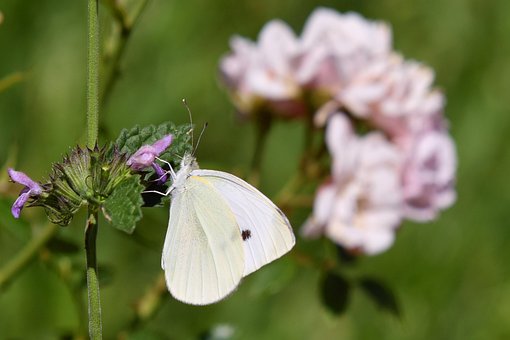 개인회생 면책 신청 사례 대학 교수 보증 채무5