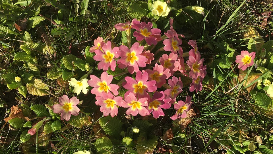 Primerose Kukka Ilmainen Valokuva Pixabayssa Pixabay Primerose Kukka Ilmainen Valokuva Pixabayssa Pixabay