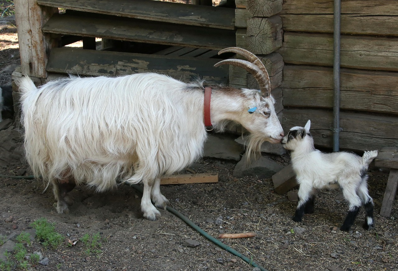 Kambing Anak Binatang Dalam Negeri - Foto gratis di Pixabay