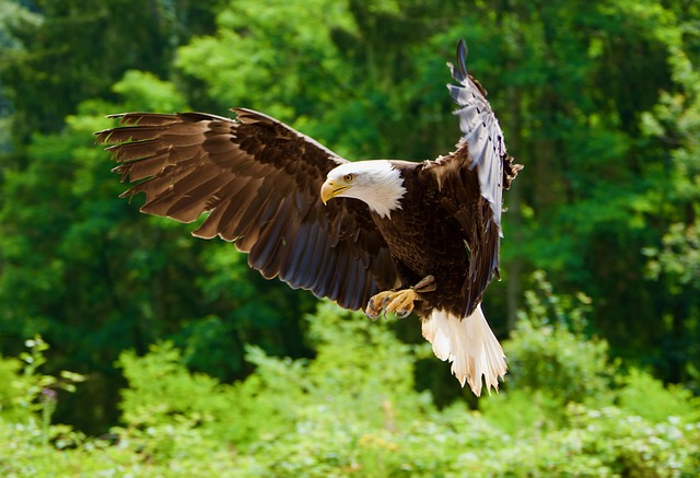 Free White-Tailed Eagle Bird photo and picture