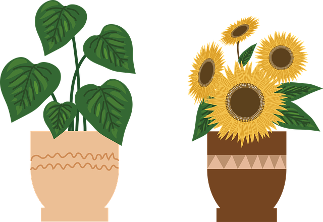 Download free HD stock image of Potted Plant Sunflower Free potted plant sunflower flower illustration