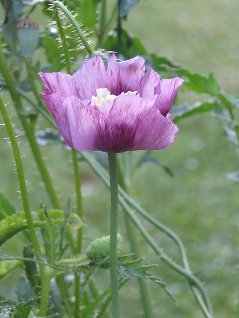 Free Poppy Purple photo and picture