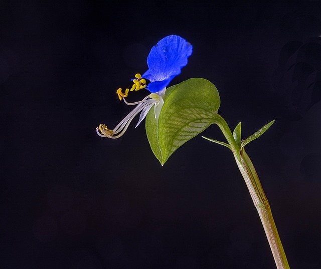 Free Flower Colour photo and picture