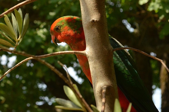 Free Parrot Bird photo and picture