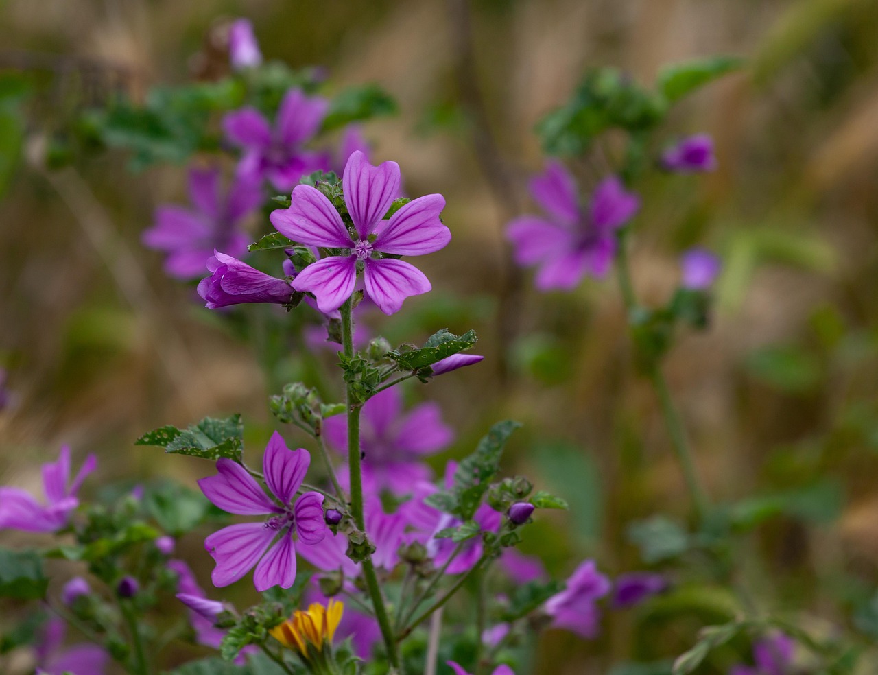 50+ kostenlose Campion und Natur-Bilder - Pixabay 50+ kostenlose Campion und Natur-Bilder - Pixabay