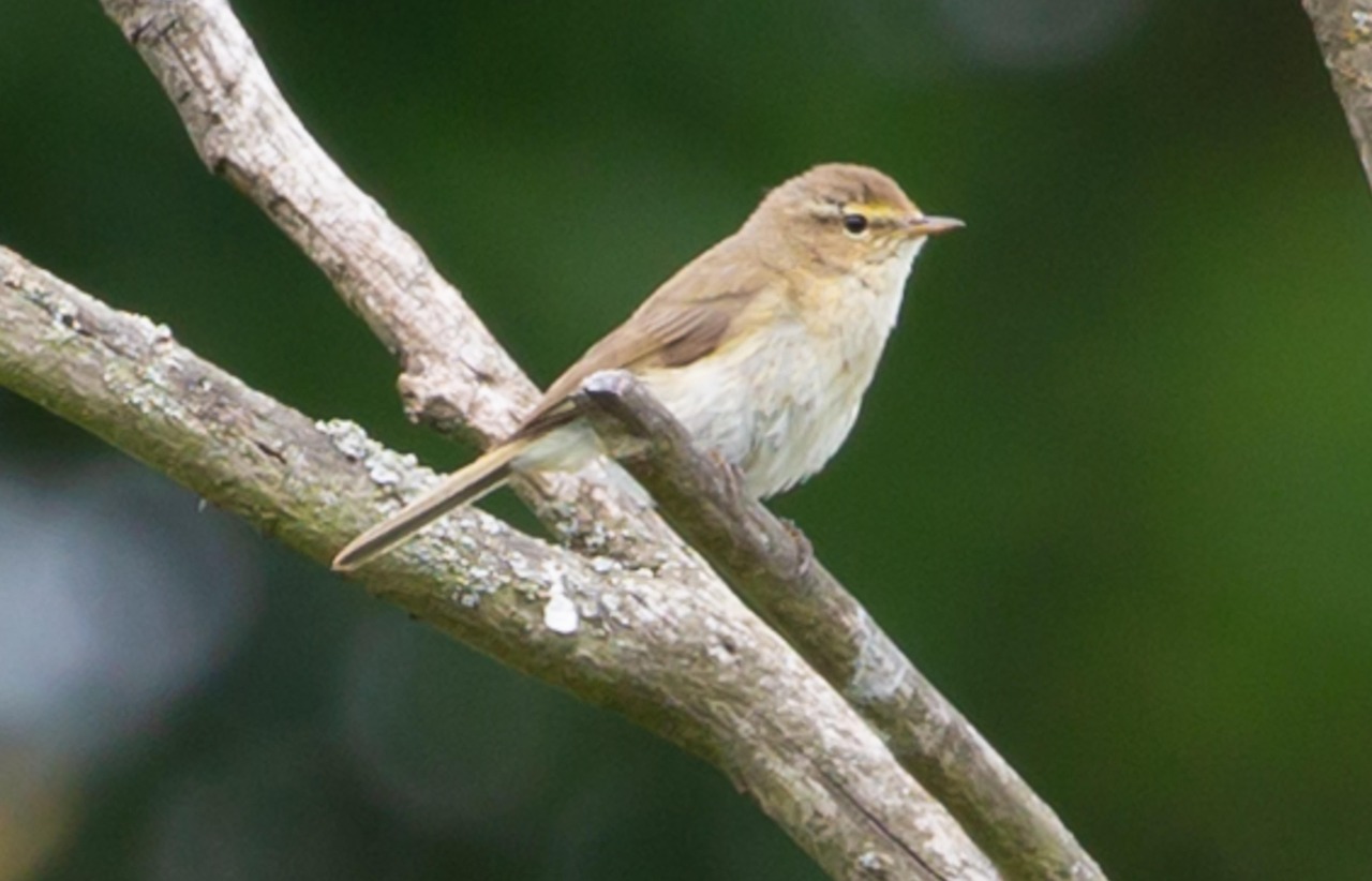 チフチャフ ウグイス 鳴き鳥 Pixabayの無料写真