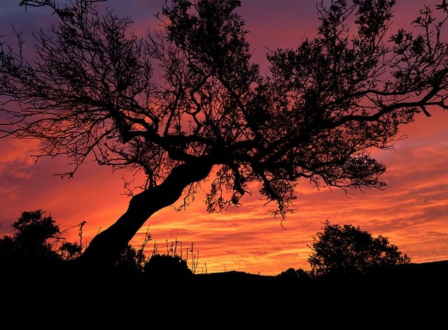 Free sunset trees landscape illustration
