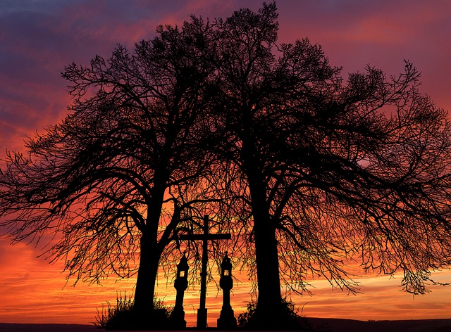 Free sunset trees nature illustration