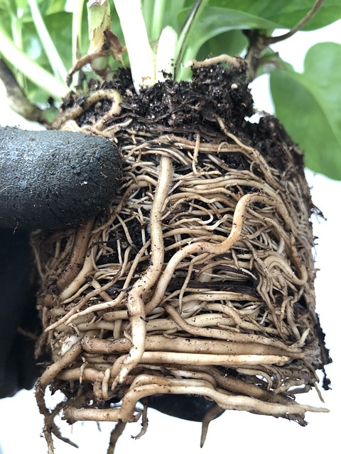 Plant Nature Root - Free photo on Pixabay - Pixabay