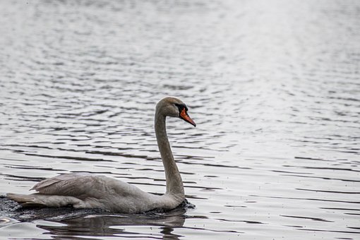 Svane, Vand, Sø, Natur, Flod