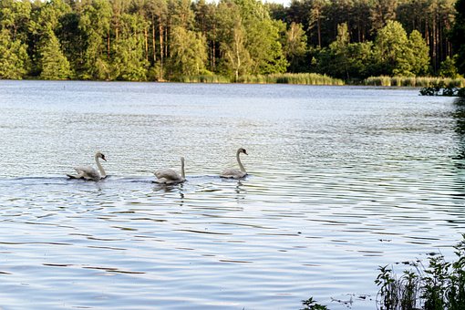 Svane, Vand, Sø, Flod