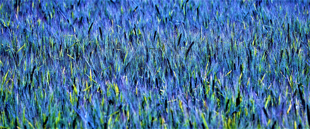 Kornfeld Abstrakt Blau Grun Kostenloses Foto Auf Pixabay