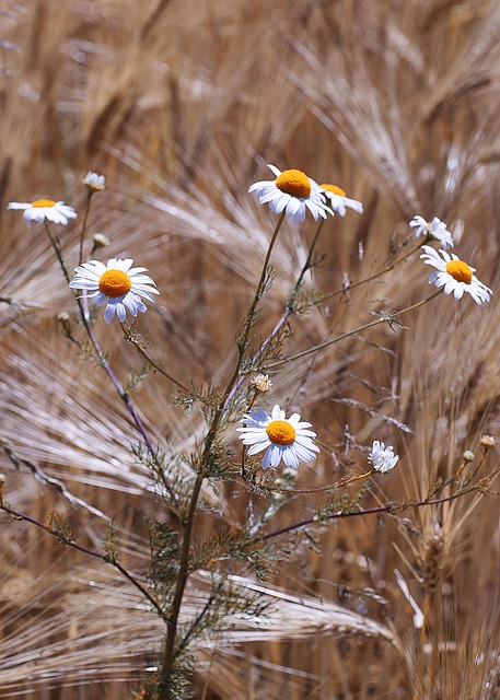 Free Chamomile Beautiful Flowers photo and picture