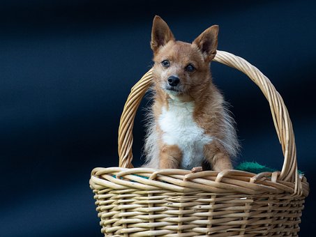 Free Mammal Fur photo and picture