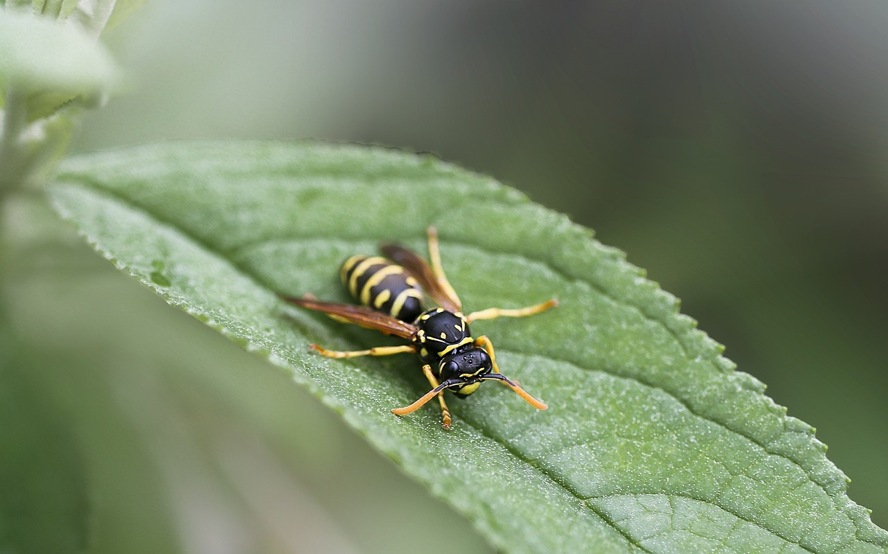 Insect Bee Spring - Free photo on Pixabay - Pixabay