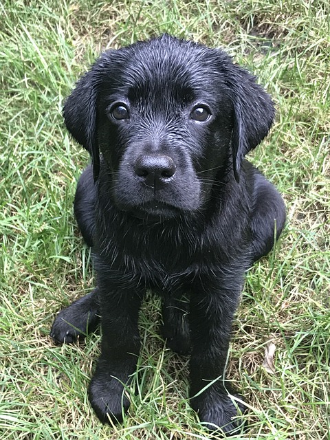 Free Puppy Black photo and picture