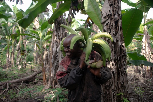Free Cultivo Banana photo and picture