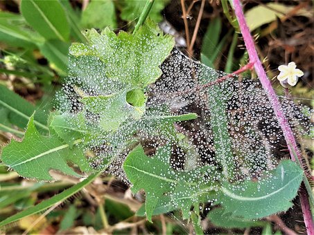 Free Drops Dew photo and picture
