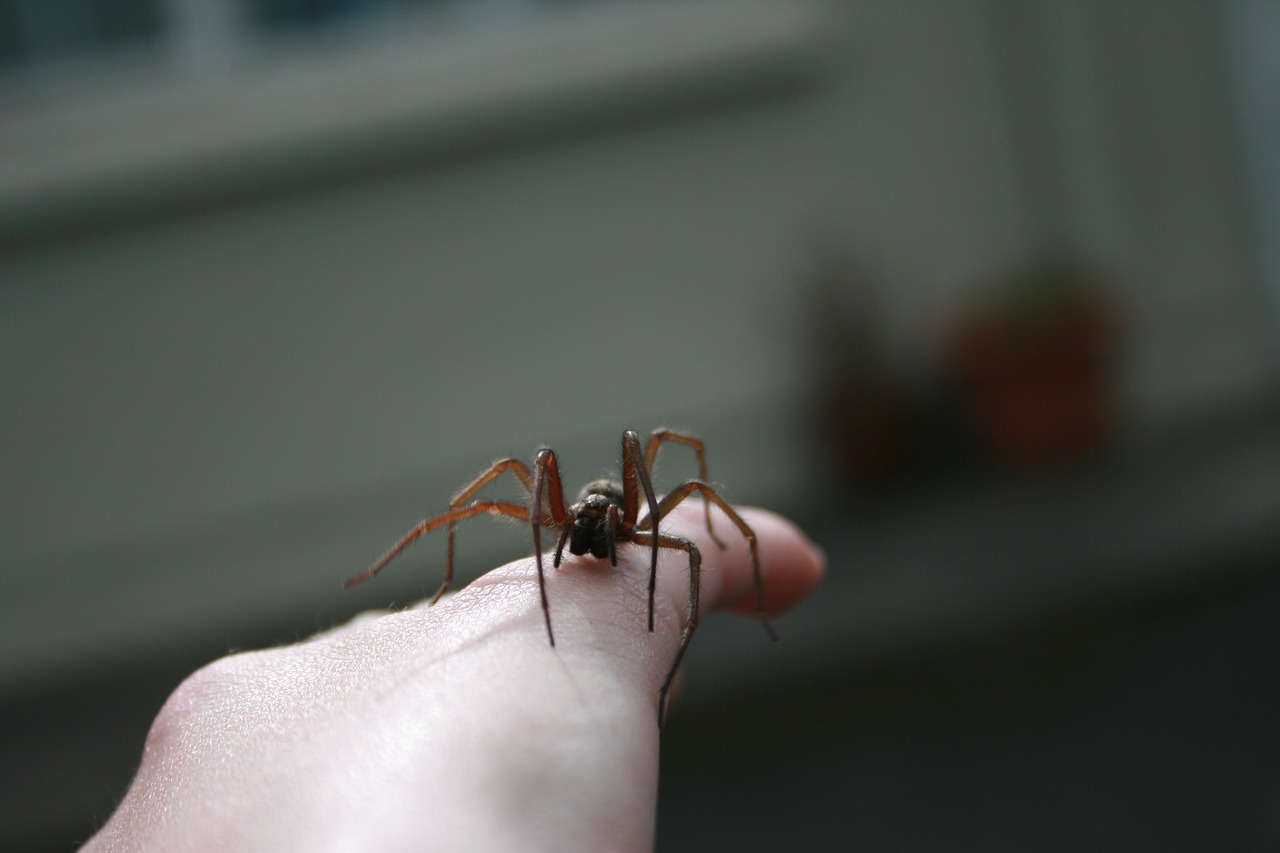 hausspinne kleine dicke schwarze spinne deutschland