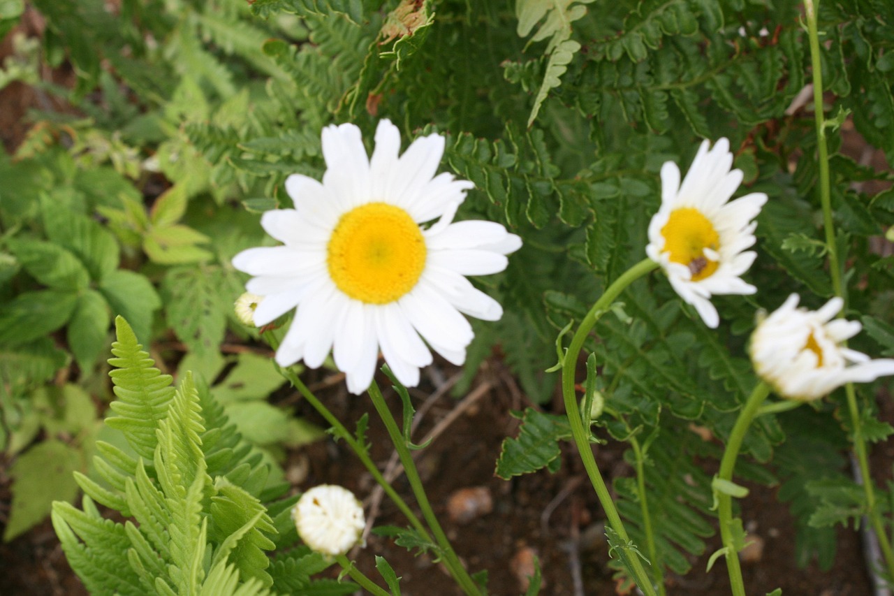 White Sunflower Grace Free photo on Pixabay Pixabay