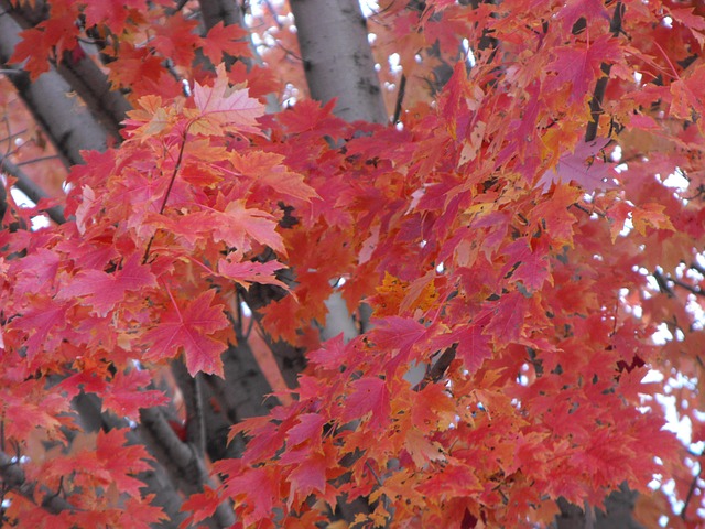 红枫叶 树叶 秋天 - Pixabay上的免费照片 - Pixabay
